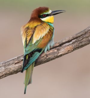 2696 Fotograf  Henning Bossen  -  Perched Bee-eater  